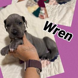 Wren - Blue female Great Dane puppy in Russellville, Arkansas from River Valley Great Danes & Miniature Schnauzers