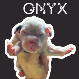 Onyx - White and black male Dalmatian puppy in Bremen, Georgia from Clark’s Dalmatians