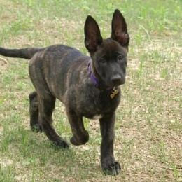 Female -Semi Trained -Solid Top Pup - Brindle female Belgian Malinois puppy in Dallas, Texas from OreVis Malinois