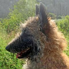 Winnie - Belgian Laekenois