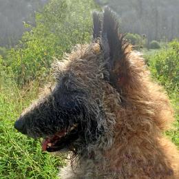 Winnie - Belgian Laekenois