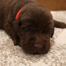 Chevy - Chocolate male Labrador Retriever puppy in Camden, Indiana from Camden's Caring Canines