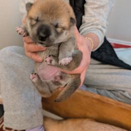 Girl 3 - Red female Shiba Inu puppy in Rohnert Park, California from Shiba Inn