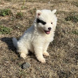Panda - White male Pomsky puppy in Mc Minnville, Oregon from West Coast Pomskies