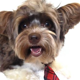 Theo - Yorkshire Terrier