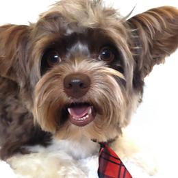 Theo - Yorkshire Terrier