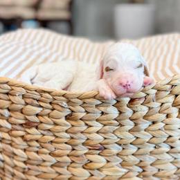 Bradford - Parti male Goldendoodle puppy in Sulphur, Louisiana from Curly Q’s Of Carlyss