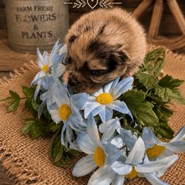 Todoroki - Blue merle male Pomeranian puppy in Sandia, Texas from Broken Arrow Poms