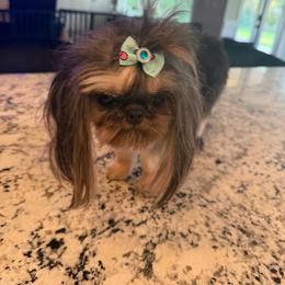 Miss Ella May - Black gold and white female Shih Tzu puppy in Kent, Washington from Exclusively Shih Tzu's LLC