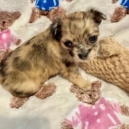 Blossom - Merle female Chihuahua puppy in Canton, Ohio from Elysium Fields Chihuahuas