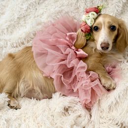 Charlotte - Dachshund