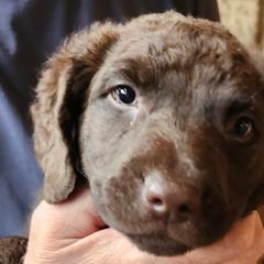 Chesapeake Bay Retrievers from Andrea Smith
