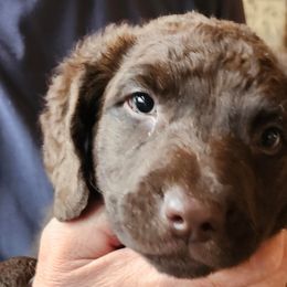 Chesapeake Bay Retrievers from Andrea Smith