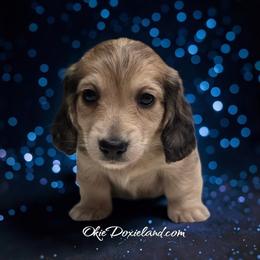Vonwiggle bottom - Cream male Dachshund puppy in Oklahoma City, Oklahoma from OkieDoxieland Dachshunds