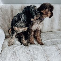 Cockapoo puppies from Super Z Kennels