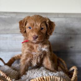 Sifter - Red  female Goldendoodle puppy in Redmond, Oregon from Bourbon and Lace Doodles