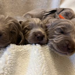 Long Haired Weimaraner Puppies from Northern Bluegrass Weimaraners