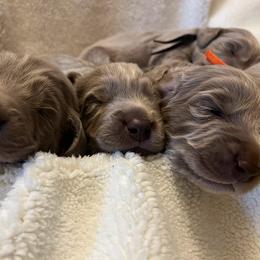 Long Haired Weimaraner Puppies from Northern Bluegrass Weimaraners