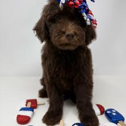 TEE - Chocolate female Goldendoodle puppy in Krum, Georgia from Heartfelt GoldenDoodles