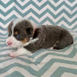 Lincoln-Link - Blue male Pembroke Welsh Corgi puppy in Norman, Oklahoma from Charm Farm Corgis