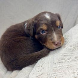 Fudge - Red tri-color male Australian Shepherd puppy in Arizona from BRR Aussies