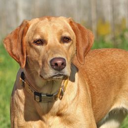 Honey - Labrador Retriever