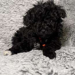 Orange - Black male Poodle puppy in Austin, Texas from C & C Texas Toy Poodles
