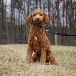 Lady - Goldendoodle