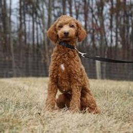 Lady - Goldendoodle