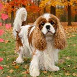 Romeo - Cavalier King Charles Spaniel