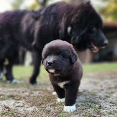 Colorado Mountain Dog puppies from Victory Family Farm