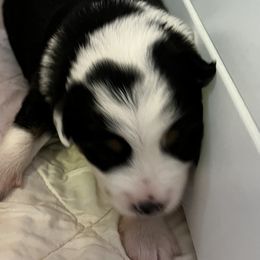 Boy 1 - Miniature Australian Shepherd puppy in Corydon, Indiana from Arbuckle’s Lookin Good Aussies (LGA)