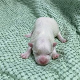 Maltese puppies from Susan's Maltese