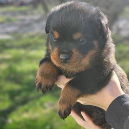 Male 3 Vom Jager Haus - Black and mahogany male Rottweiler puppy in Reynoldsburg, Ohio from Vom Jager Haus Rottweilers