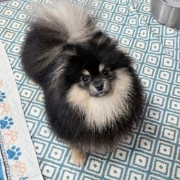 Reign - Black and tan male Pomeranian puppy in Ector, Texas from BB Pomeranians