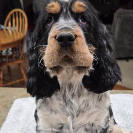 Toby - Tri-Roan male English Springer Spaniel puppy in Statesville, North Carolina from BAR Z Springers