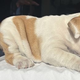Bulldog Puppies from Anthony Manor Bulldogs