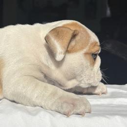 Bulldog Puppies from Anthony Manor Bulldogs