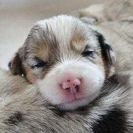 Dixie - Blue merle and white female American Corgi puppy in Neosho, Wisconsin from GC Farms Corgis