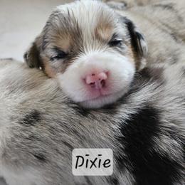 Dixie - Blue merle and white female American Corgi puppy in Neosho, Wisconsin from GC Farms Corgis