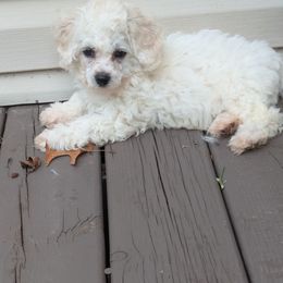 Girl 3 - White female Bichon Frise puppy in Holt, Michigan from JMs Bichons