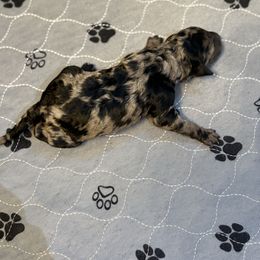 Caffe - Blue merle female Aussiedoodle puppy in High Point, North Carolina from Kingsfield Doodles