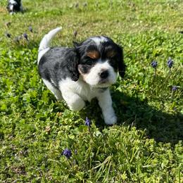 Artemis - Tri-color female Cavalier King Charles Spaniel puppy in Calhoun, Georgia from Cavis at Wryah Farm