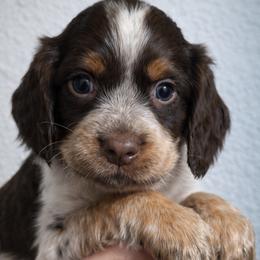 Lani - Tri-Roan female English Springer Spaniel puppy in Florida from Thunderbird Springers