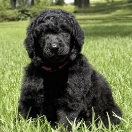 ( Admiral) Red Collar Male - Blue male Poodle puppy in Screven, Georgia from Dreamland Standard Poodles