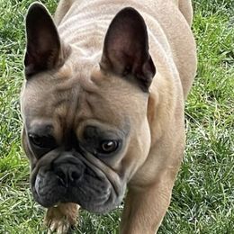 Boston Terriers and French Bulldogs from Dubes Prestige Bostonss