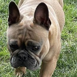 Boston Terriers and French Bulldogs from Dubes Prestige Bostonss