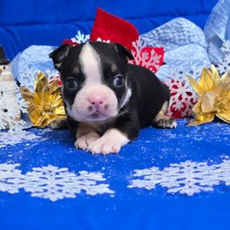 Black n white with tan - Black and white male Boston Terrier puppy in Corsicana, Texas from JT Bostons