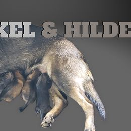 German Shepherd Puppies from Krafthaus German Shepherds