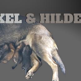 German Shepherd Puppies from Krafthaus German Shepherds